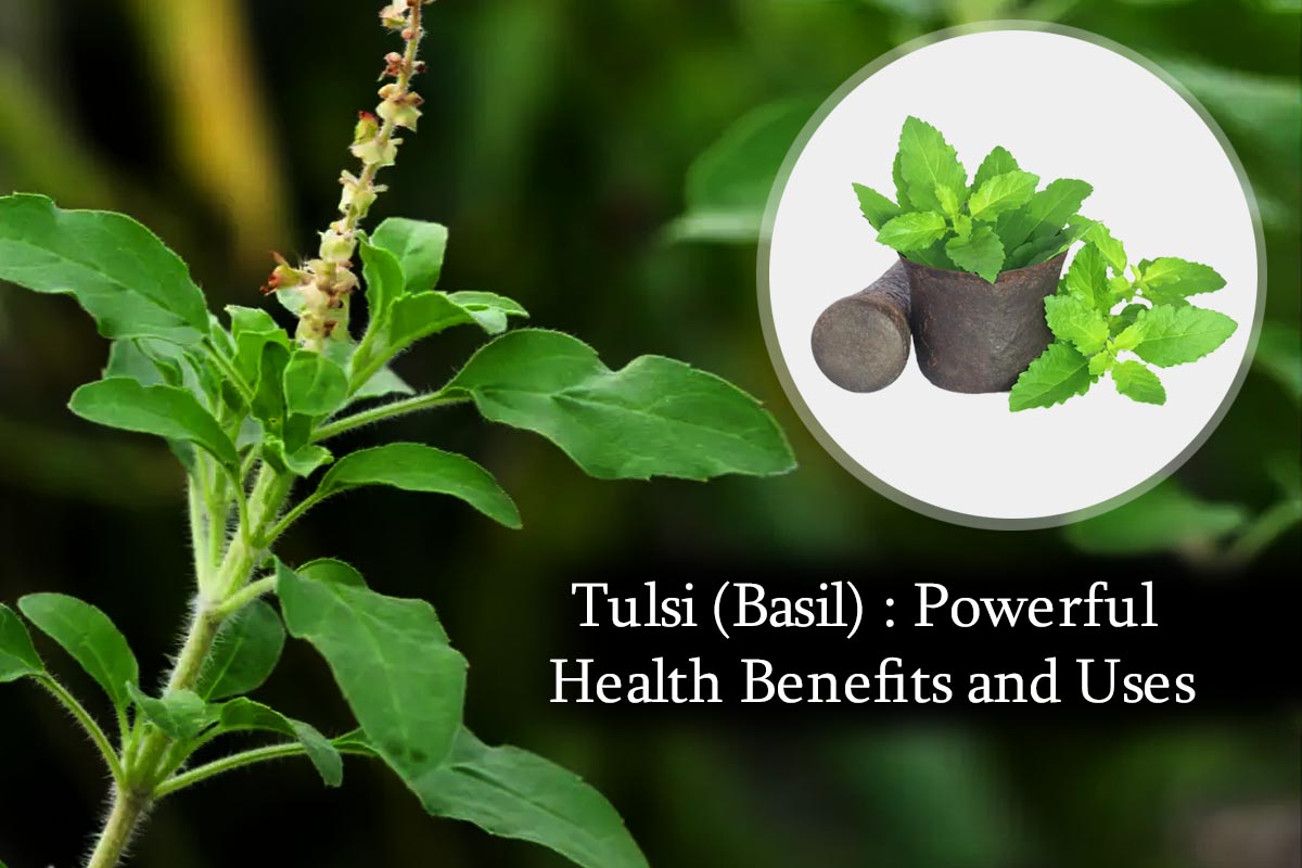Tulsi Plant