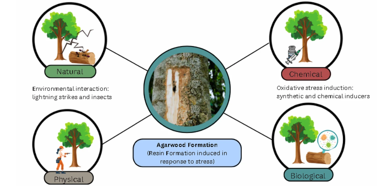 Agarwood Formation