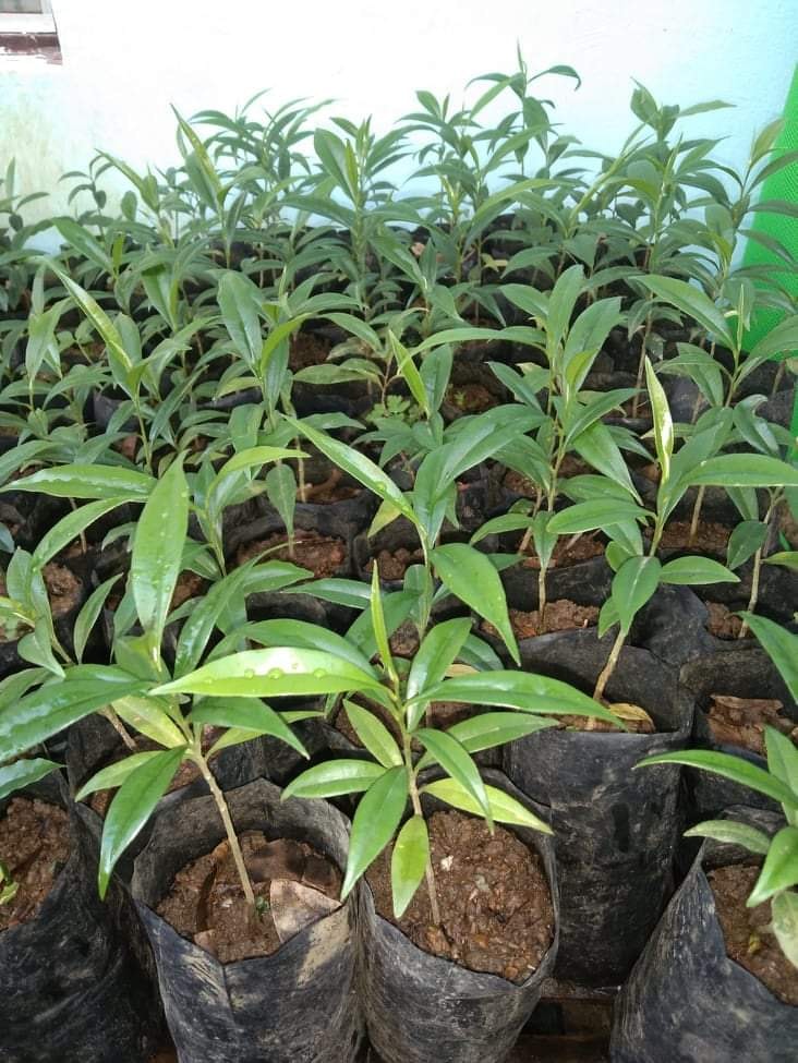 Agarwood tree / wood