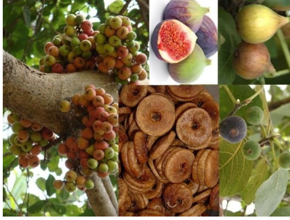 Anjir Tree Plantation