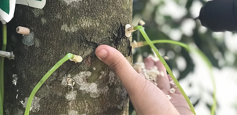 Inoculation Agarwood