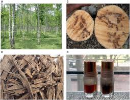 Agarwood Processing